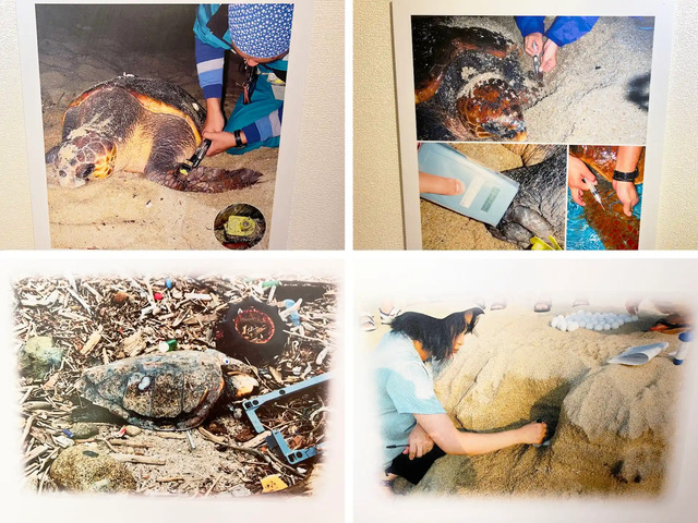 折田汽船フェリー屋久島2船内ウミガメルームの資料