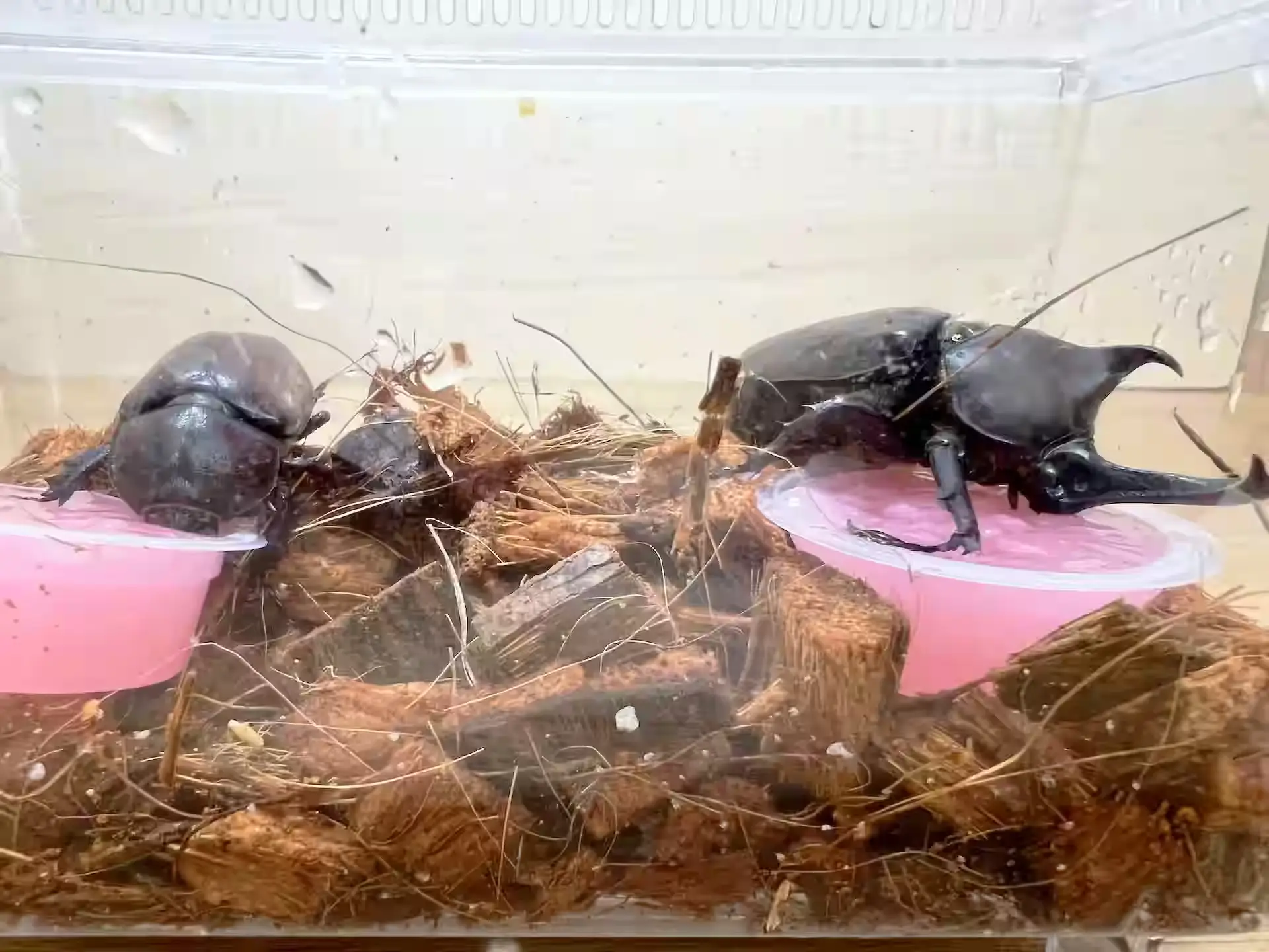 ダイソーの昆虫ゼリーを食べるカブトムシの雄と雌