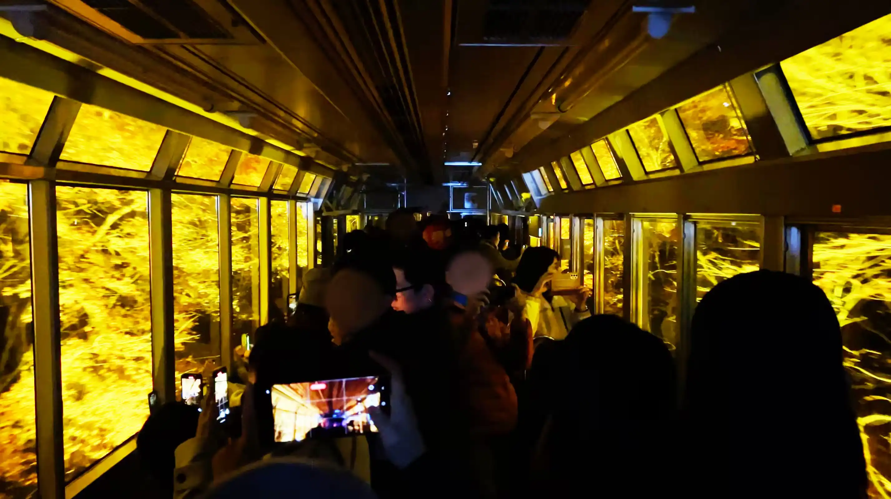ライトアップされたもみじのトンネルを通過している叡山電鉄の展望列車きらら