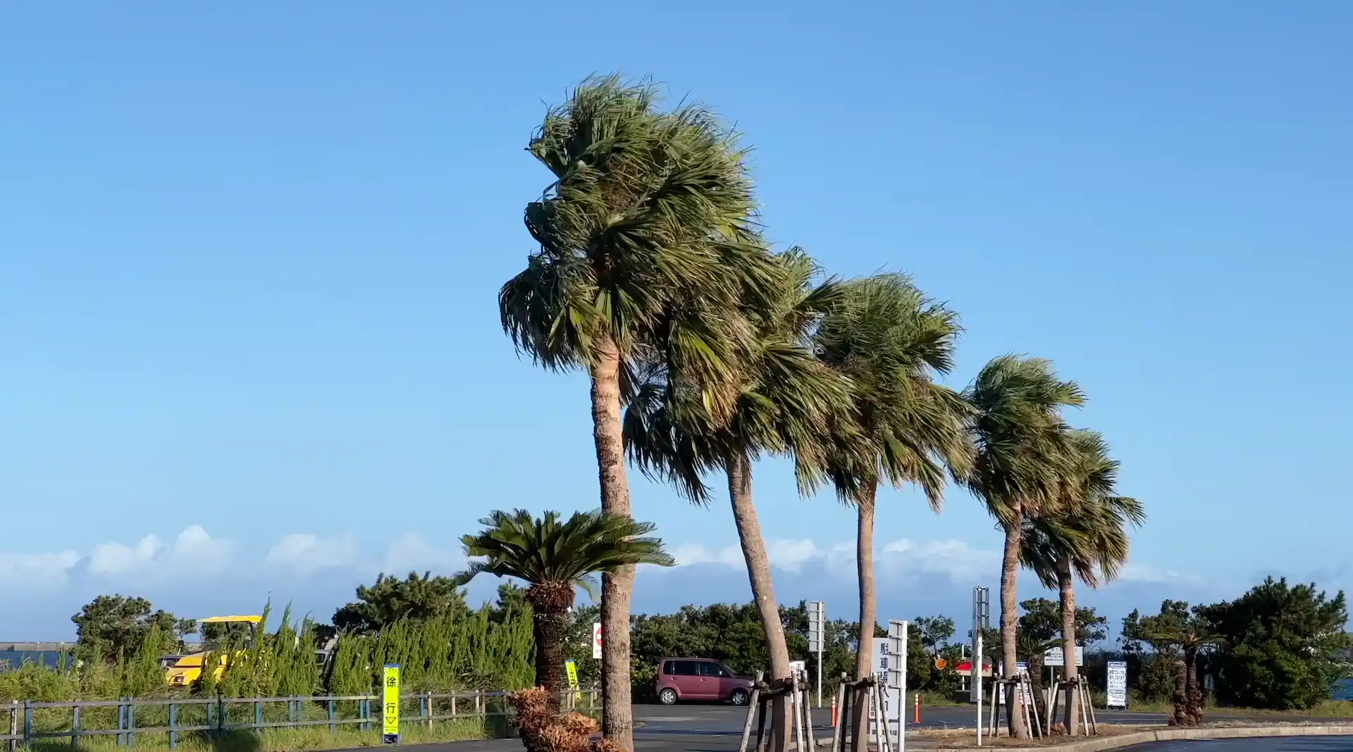 Palm tree at Nishinoomote Port swaying in the wind