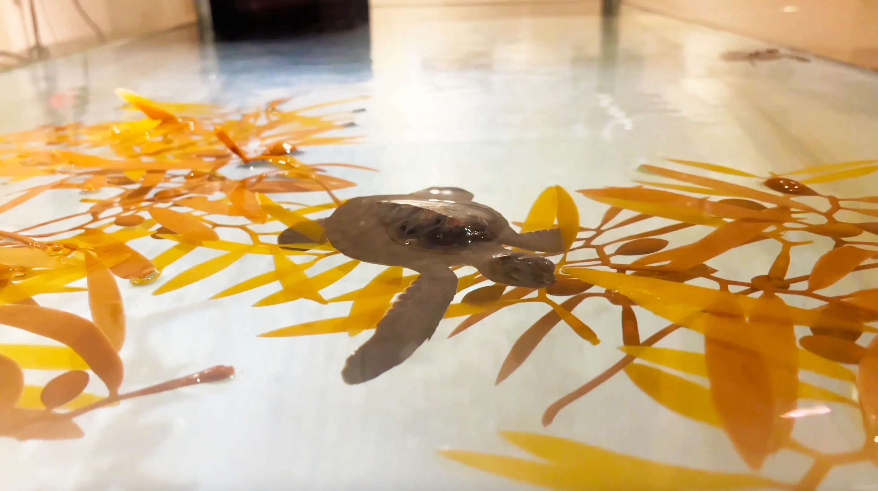 折田汽船フェリー屋久島2船内ウミガメルームでウミガメの赤ちゃんが泳いでいる様子